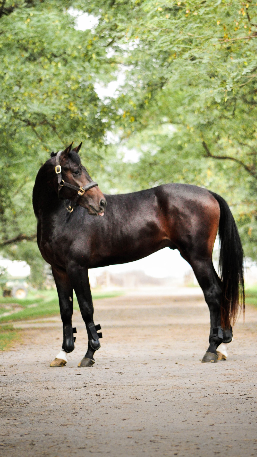 Pegasus One